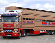,Livestock Haulage - MAN with Livestock Trailer at Dingwall Auction Mart
